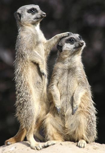 Meerkats in Chobe National Park, Botswana. Photo courtesy of Exodus Travels